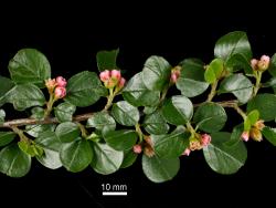 Cotoneaster horizontalis: Branch with flowers.
 Image: D. Glenny © Landcare Research 2017 CC BY 3.0 NZ